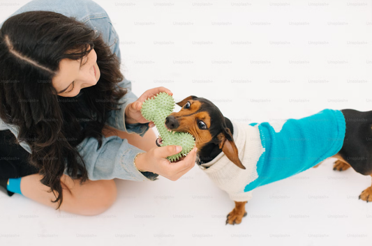 Eco-Friendly Pet Supplies: Sustainability Meets Style