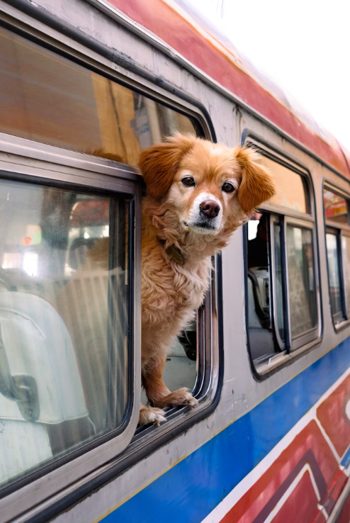 Pet Travel Essentials 2025: How to Travel Safely with Pets